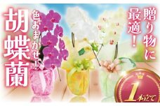 胡蝶蘭 1本 立ち 色 おまかせ ( 濃ピンク 黄色 白 ) 藤沢洋蘭 鉢植え 鉢花 ラン 観葉植物 花 hana 10000円 蕾 蘭 洋ラン 洋蘭 生花 お花 お祝い お供え コチョウラン こちょうらん 冠婚葬祭 新築 開店 祝 ギフト プレゼント 贈答品 記念日 母の日 贈り物 母の日 誕生日 神奈川 湘南 藤沢