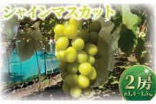 贈答用 シャインマスカット 2房 1.4kg ～ 1.5kg 9月上旬発送 種なし マスカット 葡萄 ぶどう ブドウ くだもの 果物 果実 フルーツ 旬 新鮮 先行予約 数量限定 産地直送 農家直送 冷蔵配送 おいしい ご褒美 ジューシー お中元 プレゼント ギフト 贈り物 おすすめ 関根果樹園 神奈川 湘南 藤沢