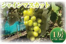 贈答用 シャインマスカット 1房 700g ～ 800g 9月上旬発送 種なし マスカット 葡萄 ぶどう ブドウ くだもの 果物 果実 フルーツ 旬 新鮮 先行予約 数量限定 産地直送 農家直送 冷蔵配送 おいしい ご褒美 ジューシー お中元 プレゼント ギフト 贈り物 おすすめ 関根果樹園 神奈川 湘南 藤沢