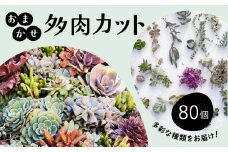 お任せ 多肉植物 カット 苗 80個 多肉 植物 季節 たにくしょくぶつ ショクブツ タニク 多種類 グリーン インテリア 自然 DIY  乙女心 群月花  月兎耳 アロマティカス ルビーネックレス ブロンズ姫 斑入りベビーサンローズ 観葉植物 渡辺花園 神奈川 湘南 藤沢