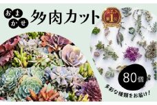 お任せ 多肉植物 カット 苗 80個 多肉 植物 季節 たにくしょくぶつ ショクブツ タニク 多種類 グリーン インテリア 自然 DIY  乙女心 群月花  月兎耳 アロマティカス ルビーネックレス ブロンズ姫 斑入りベビーサンローズ 観葉植物 渡辺花園 神奈川 湘南 藤沢
