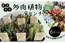 多肉植物 9センチ おまかせ 6個セット 多肉 季節 植物 たにく しょくぶつ ショクブツ タニク 多種類 グリーン インテリア 自然 DIY  乙女心 群月花  月兎耳 アロマティカス ルビーネックレス ブロンズ姫 斑入りベビーサンローズ 観葉植物 渡辺花園 神奈川 湘南 藤沢