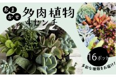 多肉 4センチ ポット おまかせ 16個 セット 多肉 植物 季節 たにくしょくぶつ ショクブツ タニク 多種類 グリーン インテリア 自然 DIY  乙女心 群月花  月兎耳 アロマティカス ルビーネックレス ブロンズ姫 斑入りベビーサンローズ 観葉植物  渡辺花園 神奈川 湘南 藤沢
