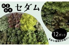 セダム おまかせ 12ポットセット 多肉 植物 たにくしょくぶつ ショクブツ タニク 多種類 グリーン 季節 インテリア 自然 DIY アクレ コーラルカーペット モスグリーン 白花タイトゴメ ステファニーゴールド ツルマンネングサ 観葉植物 渡辺花園 神奈川 湘南 藤沢