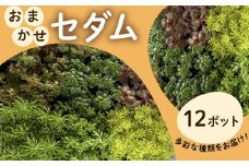 セダム おまかせ 12ポットセット 多肉 植物 たにくしょくぶつ ショクブツ タニク 多種類 グリーン 季節 インテリア 自然 DIY アクレ コーラルカーペット モスグリーン 白花タイトゴメ ステファニーゴールド ツルマンネングサ 観葉植物 渡辺花園 神奈川 湘南 藤沢