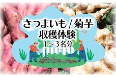 選べる 収穫体験 さつまいも 菊芋 1 ～ 3名 体験 芋掘り サツマイモ お土産 3kg お持ち帰り チケット 券 観光 レジャー 行楽シーズン 甘い スイーツ 秋の味覚 旬 やさい 野菜 アウトドア 自然 食育 子供 お子様 ファミリー カップル 親子 友達 素材 ブタイモ カライモ 農園 観光 神奈川 湘南 藤沢