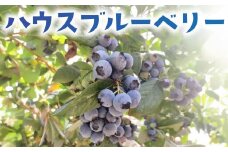 ハウス ブルーベリー 生 冷蔵 先行予約 4月出荷 400g 国産 果物 フルーツ 甘い 美味しい こだわり 春 数量限定 デザート ジャム コンポート スムージー ヨーグルト タルト マフィン 新鮮 産地直送 農家直送 早生品種 温室 温室栽培 プレゼント ギフト 贈り物 加藤園芸 神奈川 湘南 藤沢