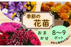 季節 の 花苗 おまかせ 8～9 ポット 生産農場 直送 寄せ植え ガーデニング 緑 花 はな hana ベゴニアダブレット 多粒まき マリーゴールド サンビタリア スケボラ カラフルミックスポット カリブラコア ビオラDJ ガーデンシクラメン 苗 植物 渡辺花園 神奈川 湘南 藤沢