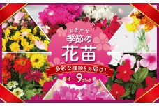 季節 の 花苗 おまかせ 8～9 ポット 生産農場 直送 寄せ植え ガーデニング 緑 花 はな hana ベゴニアダブレット 多粒まき マリーゴールド サンビタリア スケボラ カラフルミックスポット カリブラコア ビオラDJ ガーデンシクラメン 苗 植物 渡辺花園 神奈川 湘南 藤沢
