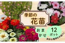 季節 の 花苗 おまかせ 12 ポット 花 生産農場 直送 寄せ植え ガーデニング 緑 はな hana ダールベルグデージー カスミソウ かすみ草 トレニア なでしこ ナデシコ すみれ スミレ ノースポール ガザニア ストック 葉ボタンプラチナケール 苗 植物 渡辺花園 神奈川 湘南 藤沢