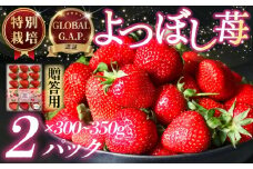 いちご 特別栽培 よつぼし 約 300~350g × 2パック 先行受付 2026年1月発送開始 GLOBALG.A.P. 認証 ブランドいちご 苺 イチゴ ストロベリー strawberry 贈答 フルーツ 果物 旬 数量限定 期間限定 産地直送 ichigo リッチフィールド株式会社 湘南 藤沢 神奈川