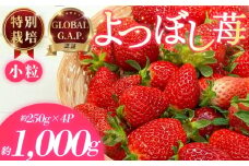 小粒いちご 特別栽培 よつぼし 計1kg 先行受付 2026年3月発送開始 約 250g × 4パック GLOBALG.A.P.認証 ブランドいちご 苺 イチゴ ストロベリー strawberry フルーツ 果物 旬 数量限定 期間限定 産地直送 おすすめ ichigo リッチフィールド株式会社 湘南 藤沢 神奈川