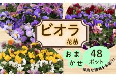 ビオラ おまかせ 48ポット 花 生産農場 直送 寄せ植え ガーデニング 観葉植物 緑 はな hana 苗 びおら ハナ hana biora グリーン ぐりーん DIY 生花 しょくぶつ アレンジメント スタンド花 プランター ガーデニング ベランダ 庭 季節の花 庭づくり 植物 渡辺花園 神奈川 湘南 藤沢