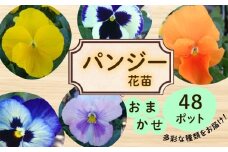 パンジー おまかせ 48ポット 花 生産農場 直送 寄せ植え ガーデニング 観葉植物 緑 はな hana 苗 ぱんじー ハナ hana グリーン ぐりーん panji- DIY 生花 しょくぶつ アレンジメント スタンド花 プランター ベランダ 庭 季節の花 庭づくり 植物 渡辺花園 神奈川 湘南 藤沢 