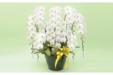 トップフローリスト厳選の胡蝶蘭 10本立ち※配達エリア限定【記念日に届くお花シリーズ 10本立ち 世界らん展 フラワードリームジャパンカップ 国内主要コンテスト受賞 プロ厳選 神奈川県 小田原市 】