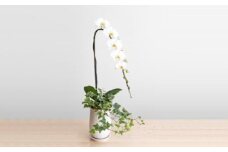トップフローリスト厳選の胡蝶蘭 1本立ち【記念日に届くお花 1本立ち 世界らん展 フラワードリームジャパンカップ 国内主要コンテスト受賞 贈り物 厳選の胡蝶蘭 神奈川県 小田原市 】