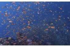 海の中をのぞいてみよう！体験ダイビング・シュノーケリング教室