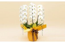《お花の回数券シリーズ》トップフローリスト厳選の胡蝶蘭３本立ちの回数券×５枚【お花の回数券 ３本立ち 回数券 世界らん展 フラワードリームジャパンカップ 国内主要コンテスト受賞 贈り物 神奈川県 小田原市 】
