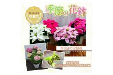 【定期便年6回　季節の花鉢】農林水産大臣賞を受賞したフローリストがアレンジする 季節を知らせる花鉢【 花 お花 神奈川県 小田原市 】
