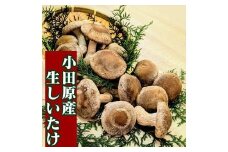 小田原産高級しいたけ「海の香・山の香」　　香り高く肉厚でみずみずしい　　500ｇお届け【 野菜 きのこ キノコ 茸 シイタケ しいたけ 贈答用 ご家庭でおすそ分け 神奈川県 小田原市 】