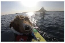 (5)海洋散骨セレモニー券（大切なご家族（ペット）とのお別れセレモニー） 海へ散骨 