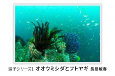 写真家長島敏春　オリジナルプリント「逗子シリーズ1　オオウミシダとフトヤギ」フレーム付き [№5875-0585]