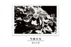 zushi art gallery森山大道写真作品「芍薬の花」（写真集『光と影』1982年より） [№5875-0588]