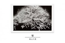 zushi art gallery森山大道写真作品「桜」（写真集『光と影』1982年より） [№5875-0589]