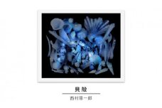 zushi art gallery西村陽一郎写真作品「貝殻」（スキャングラム） [№5875-0590]