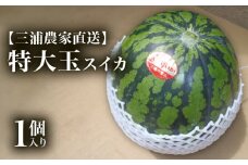 【三浦農家直送】特大玉スイカ（1個入り）　M003-004