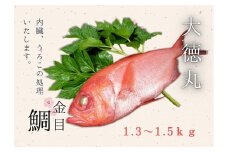 脂たっぷり！【三崎水揚げ】金目鯛　M026-004-01
