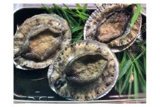 新鮮！天然活あわび ※夏季・秋季限定　M030-013