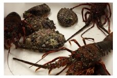 新鮮！天然活伊勢海老と天然活あわび　M030-015