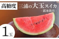 【高糖度】三浦の大玉スイカ1玉【露地栽培】　M072-001-01