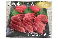 【全5回配送】天然！本鮪中とろ・赤身 お刺身定期便　M005-T04