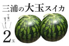 三浦の大玉スイカ（2玉）【丁寧に育てました】　M089-008