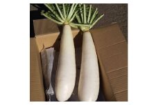 三浦大根【1本3～4kg】×5本【数量限定】　M089-004