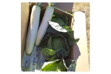 冬のSAYURAN野菜セット　M089-001