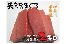 神奈川県漁連 三崎まぐろ 2kg【お徳用】不揃いサク　M077-009