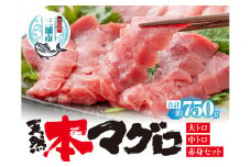 三崎マグロ 鈴木水産 天然本マグロ（大トロ・中トロ・赤身）セット　M105-002