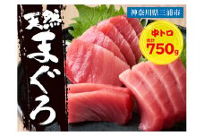 三崎マグロ 鈴木水産 天然マグロ（中トロ3柵）セット　M105-003