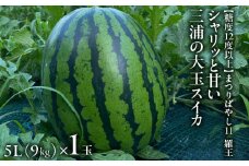 【糖度12度以上】シャリッと甘い三浦の特大玉スイカ まつりばやし11 羅王 5L 9kg以上を1玉　M107-002-01