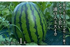 【糖度12度以上】シャリッと甘い三浦の大玉スイカ まつりばやし11 羅王 3L 7～8kgを1玉　M107-002-02