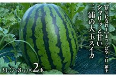 【糖度12度以上】シャリッと甘い三浦の大玉スイカ まつりばやし11 羅王 3L 7～8kgを2玉　M107-002-03