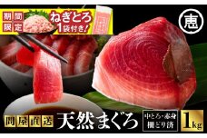 【期間限定 ねぎとろ付き】とにかくまぐろの質に自信あり！問屋直送！天然三崎まぐろ 1kg 中トロ赤身　M020-011-cp