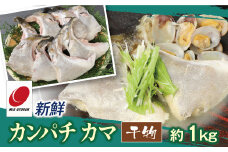 新鮮カンパチ カマ干物 約1kg　M079-012-03