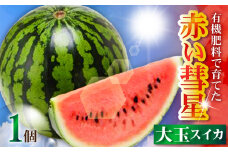 有機肥料で育てた大玉スイカ【赤い彗星】（1個入り）　M002-007