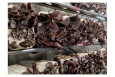 010-51乾燥きくらげ 35g×5袋  /秦野 国産 神奈川  純国産 菌床 シュマッシュルーム キクラゲ きくらげ 乾燥  乾燥 きくらげ ヘルシー 5袋 食品 おつまみ 野菜  簡単調理 料理 保存食