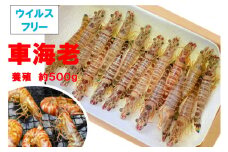 車海老（養殖）約500g（20匹程度）/ えび エビ 海老 クルマエビ 高級 秦野 名水 神奈川 陸上養殖 ギフト プレゼント ウィルスフリー 022-05
