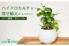 011-26ハイドロカルチャー・寄せ植え（ボール／ホワイト）メイン植物：ガジュマル　/秦野 神奈川 観葉植物 寄せ植え 無菌 無臭 顆粒状粘土 用土 セラミスグラニュー 植物 植え込  ハイドロカルチャー 水耕栽培 テーブルサイズ
